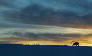 Yellowstone Prints: Bull elk foraging at winter sunset in Wyoming
