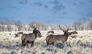 Antlers Prints: Two Bull elk graze in sagebrush, Grand Teton National Park, Wyoming