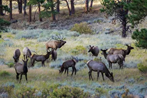 Images Dated 26th January 2022: Bull elk with herd of cows