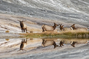 Wyoming Prints: Bull Elk and herd of females and reflection, Canary Spring, Yellowstone National Park