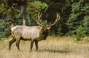 Antlers Prints: Bull elk with huge rack, Banff National Park, Canada