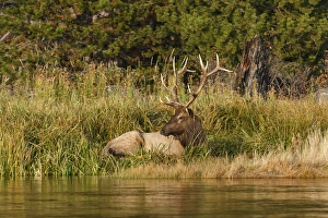 Images Dated 13th October 2017: Bull Elk along Madison River, Yellowstone National Park, Montana / Wyoming