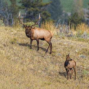 New Images March 2024 Part 1 Prints: A bull elk maintains his majesty during the breeding season