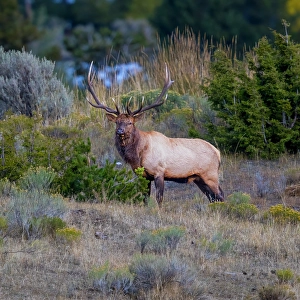 New Images March 2024 Part 1 Prints: A bull elk maintains his majesty during the breeding season