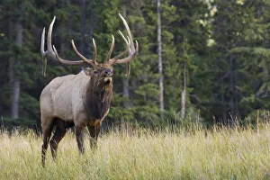 Images Dated 21st August 2020: Bull Elk making faces