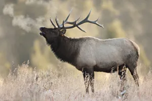 Bugling Prints: Bull Elk, Morning Breath