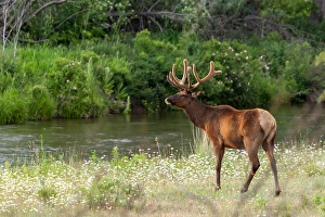 Images Dated 20th June 2009: Bull Elk in the National Bison Range, Montana