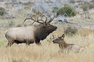 Images Dated 9th October 2021: Bull elk patrolling