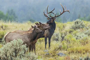 Harem Prints: Bull elk protecting his cows from rival bull, Wyoming, USA