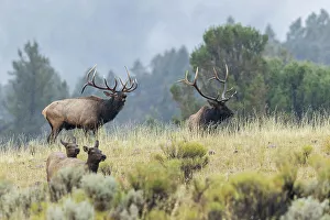 Protection Prints: Bull elk protecting his cows from rival bull, Wyoming, USA