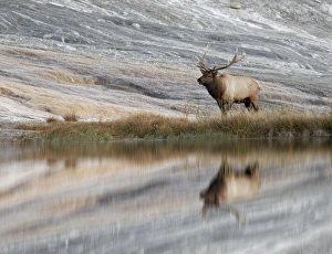 Images Dated 13th October 2017: Bull Elk reflecting on pond at base of Canary Spring, Yellowstone National Park