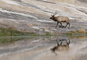 Wyoming Prints: Bull Elk reflecting on pond at base of Canary Spring, Yellowstone National Park