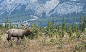 Images Dated 25th October 2021: Bull elk in the Rockies
