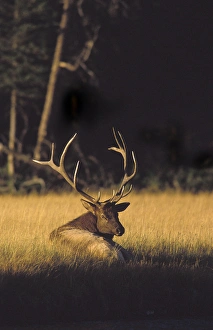 Bull Elk in rut resting along the Madison River, Cervus elaphus nelsoni, Yellowstone NP