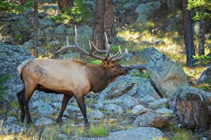 Bull Prints: Bull elk scanning nearby meadow in the Rocky Mountains of Colorado