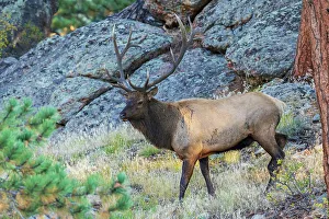 Images Dated 22nd July 2023: Bull elk scouting out the nearby montane meadow for prospective cows in the Rocky Mountains