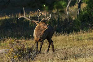Bull Prints: Bull elk, out of the shadows, Colorado, USA