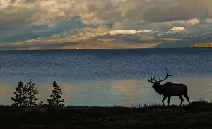 Images Dated 16th January 2023: Bull elk silhouette at Yellowstone, Wyoming, USA
