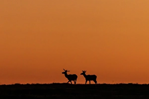 Prints of Bull elk silhouetted by the dawn light in Theodore Roosevelt National Park, North Dakota, USA. (Editorial Use Only) Images Dated 2024 September: Bull elk silhouetted by the dawn light in Theodore Roosevelt National Park