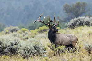 Bull elk soaking in the autumn rain, Wyoming, USA