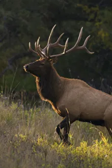 Sun Ray Prints: Bull Elk, last sunrays of the day