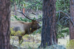 Images Dated 22nd July 2023: Bull elk on the move in the Colorado western forest