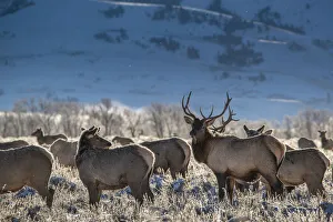 Harem Prints: Bull elk towers over his harem of four females. Grand Teton National Park, Wyoming