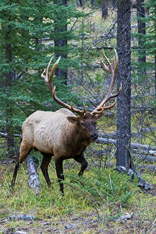 Douglas Fir Prints: Bull elk walking through forest in the Canadian Rockies