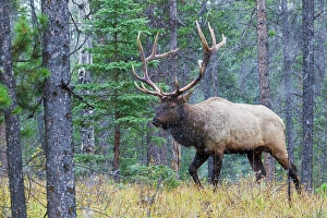 Douglas Fir Prints: Bull elk walking through forest in the Canadian Rockies