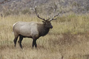 Bull elk or wapiti in meadow, Yellowstone National Park, Wyoming