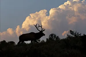 Antler Prints: Bull elk or wapiti silhouetted on ridge at sunrise, Yellowstone National Park, Wyoming