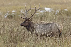 Bull elk, or wapiti, Yellowstone National Park, Wyoming