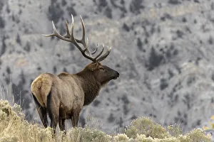Bull elk or wapiti, Yellowstone National Park, Wyoming