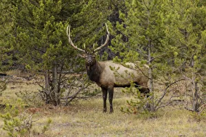 Bull elk or wapiti, Yellowstone National Park, Wyoming