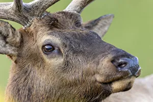 Antler Prints: Bull elk or wapiti, Yellowstone National Park, Wyoming