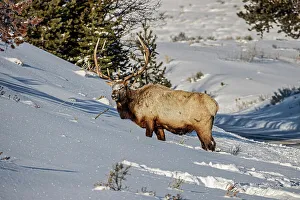 Bull elk in winter in the Northern Range of Yellowstone National Park