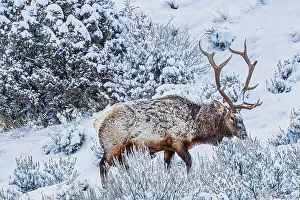 Antler Prints: Bull elk in winter in the Northern Range of Yellowstone National Park