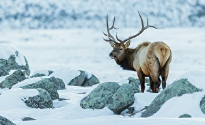 Survival Prints: Bull elk on the winter range of the Rocky Mountains of Montana