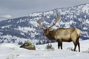 Ken Archer Prints: Bull Elk, Winter in the Rockies