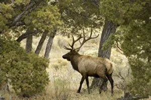 Images Dated 5th October 2007: Bull Elk, Yellowstone