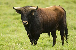 Images Dated 6th April 2011: Bull Fighting Bull from Spanish Stock, base of Chimborazo Volcano, Andes, Ecuador