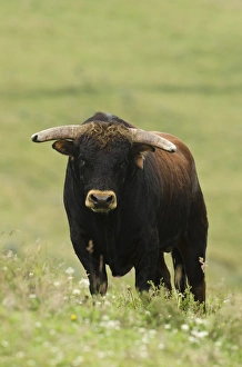 Domestic Prints: Bull Fighting Bull from Spanish Stock, base of Chimborazo Volcano, Andes, Ecuador