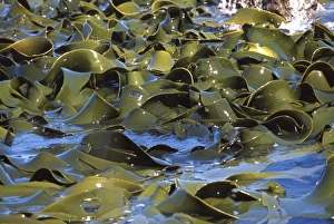 Kelp Prints: Bull Kelp, Shag Point, Otago
