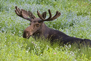 Alta Prints: Bull moose (Alces alces) resting in wildflowers, Little Cottonwood Canyon, near Alta