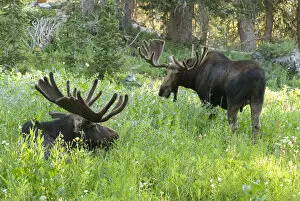 Images Dated 26th July 2006: Two bull moose (Alces alces) in wildflowers, Little Cottonwood Canyon, Wasatch-Cache