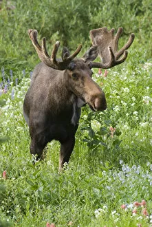Images Dated 26th July 2006: Bull moose (Alces alces) in wildflowers, Little Cottonwood Canyon, Wasatch-Cache National Forest