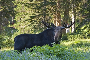 Bull moose (Alces alces) in wildflowers, Little Cottonwood Canyon, Alta Ski Resort