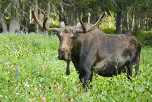 Images Dated 1st August 2006: Bull moose (Alces alces) in wildflowers, Little Cottonwood Canyon, Alta Ski Resort