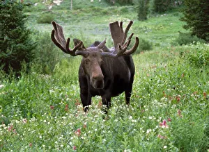 Bull moose (Alces alces) in wildflowers, Little Cottonwood Canyon, Wasatch-Cache National Forest