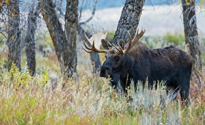 Bull Prints: Bull moose, autumn color along the river bed